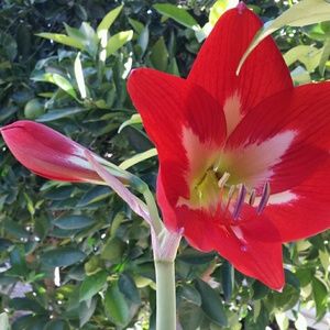 Meet your Posher, Elba